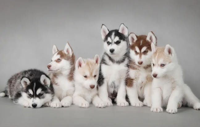Siberian Husky angle 6